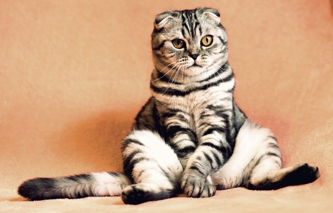 El calentamiento global, internet y los videos de gatitos, entre otros males